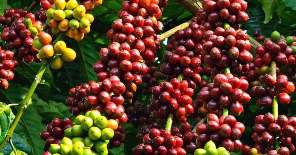 Coffee Exports, Investor Inflows lift Uganda’s currency